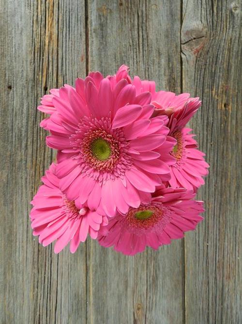 MERMAID HOT PINK GERBERA DAISY